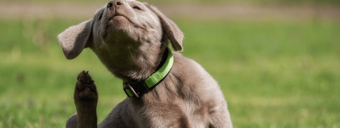 [paste advice page name here]